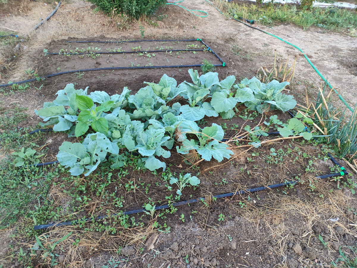 Одна грядка капусты