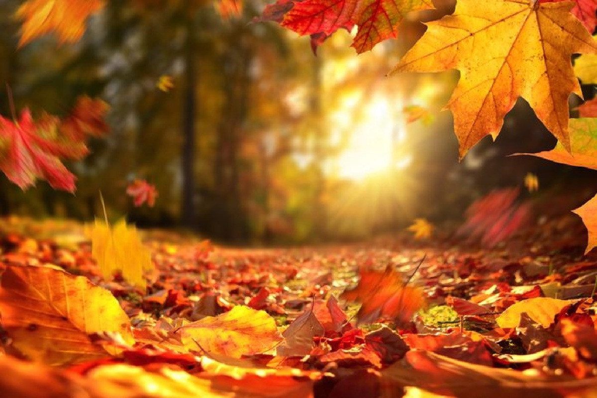    Фото: Istock/Smileus