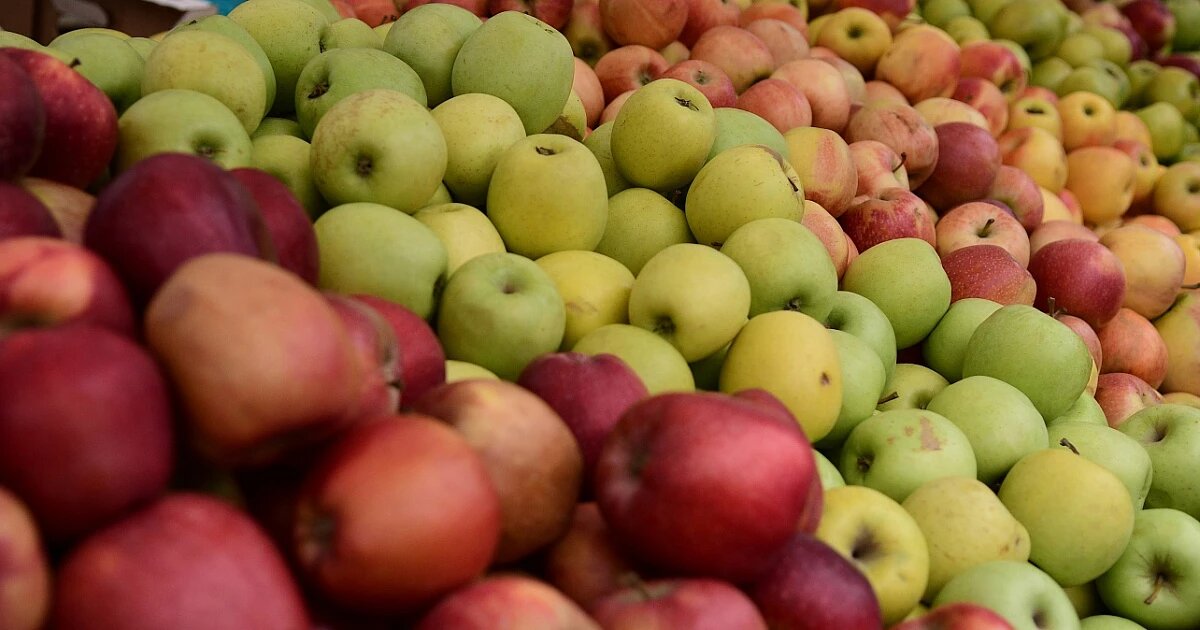 Фото: Александр Райко / мэрия Краснодара