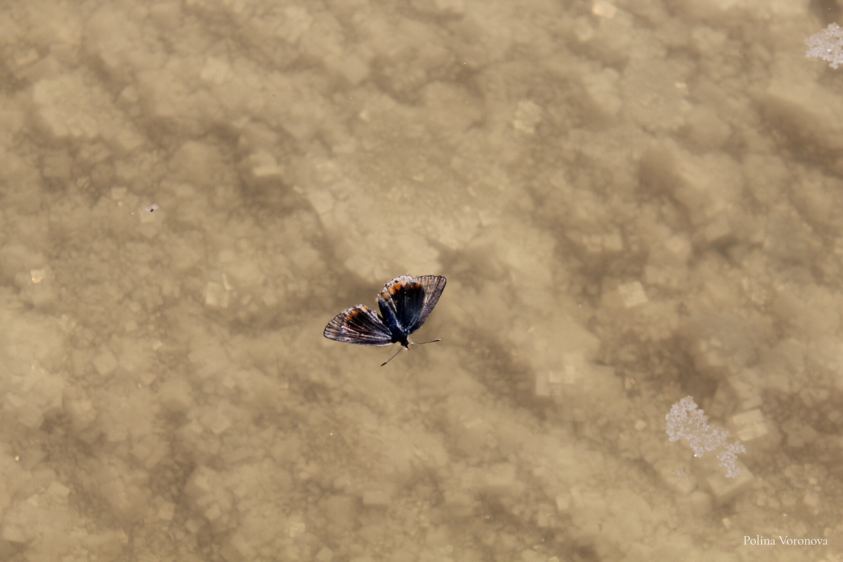 Перед закатом Эльтон становится золотым