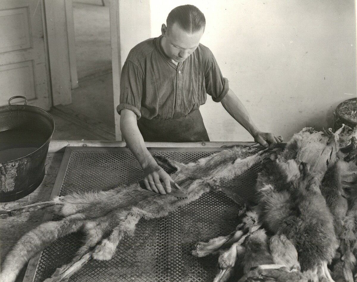 Скорняк выделывает шкуры