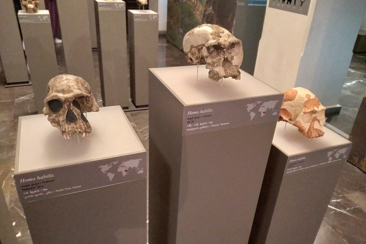 Черепа Homo habilis, или Человека умелого, — самого древнего представителя рода Homo. Фото: Кристина Рудич