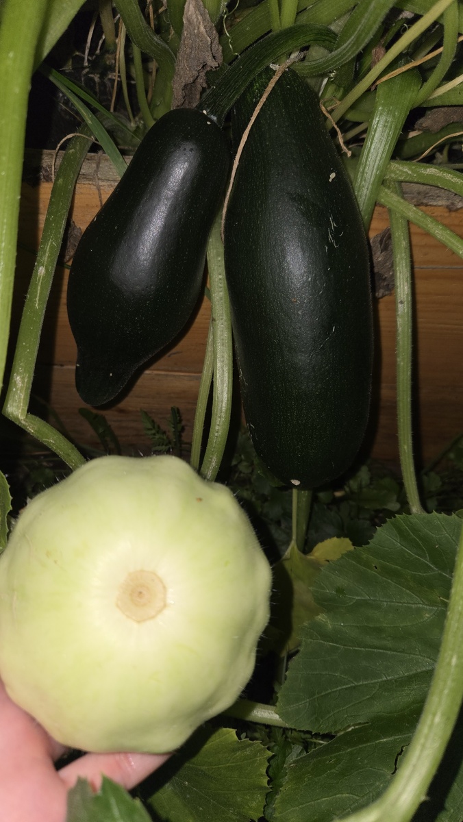 Вот тот, который маленький и пухлый