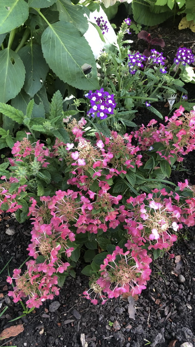 Гортензия Be Happy на 1 плане клумбы, начало сентября 2025