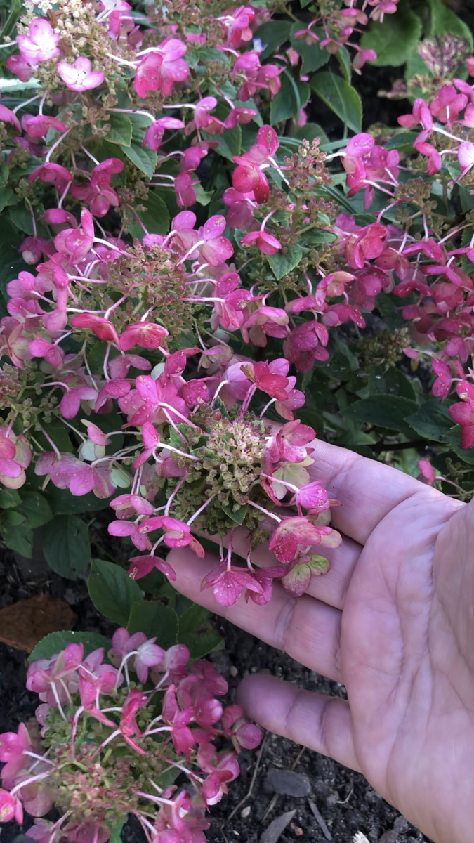 Гортензия Be Happy, начало сентября 2025