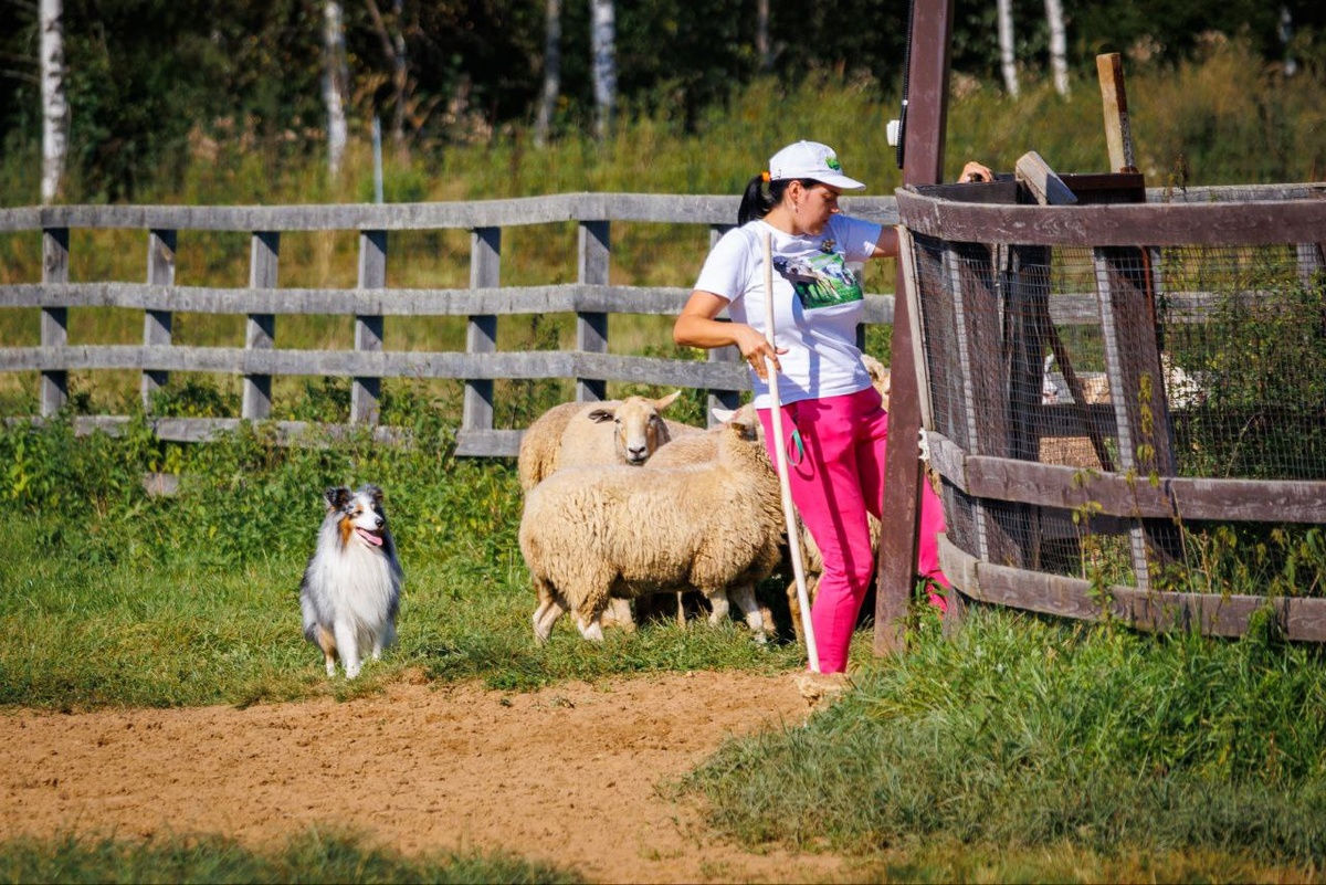 Финишный загон, открываю калитку 