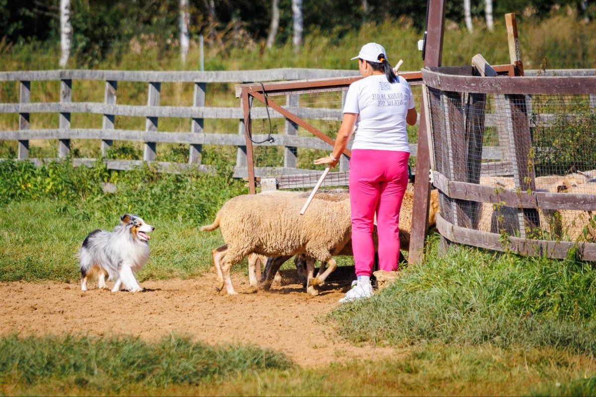 Финишный загон, загоняем овец 
