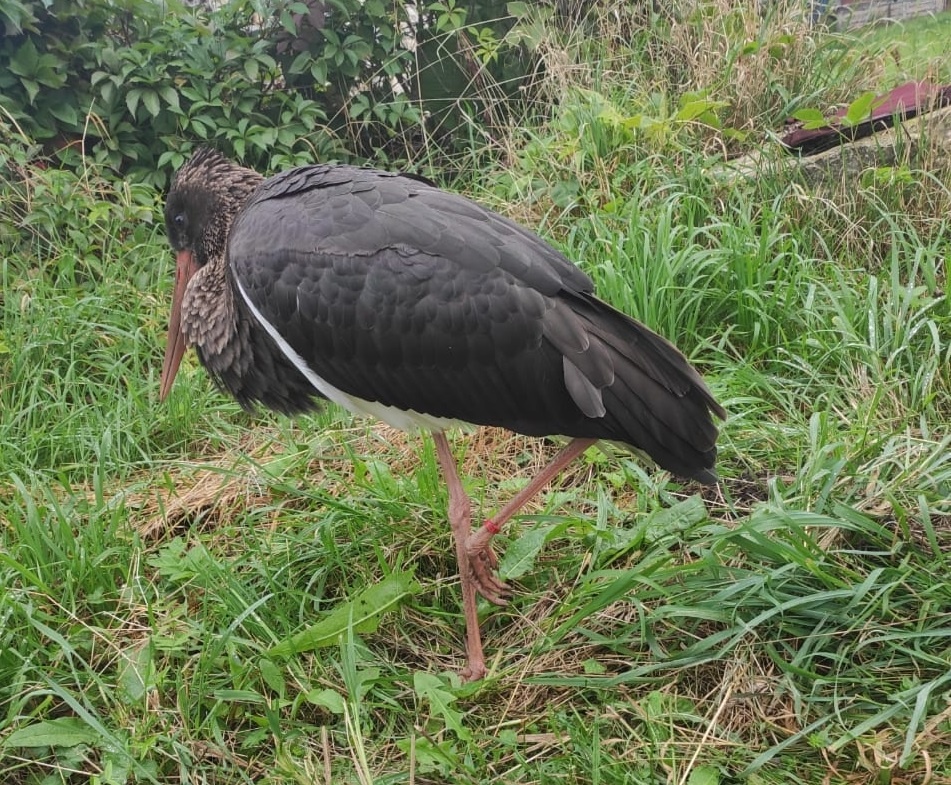    Позже выяснилось, что беглеца зовут Кузя и прилетел он из заказника \