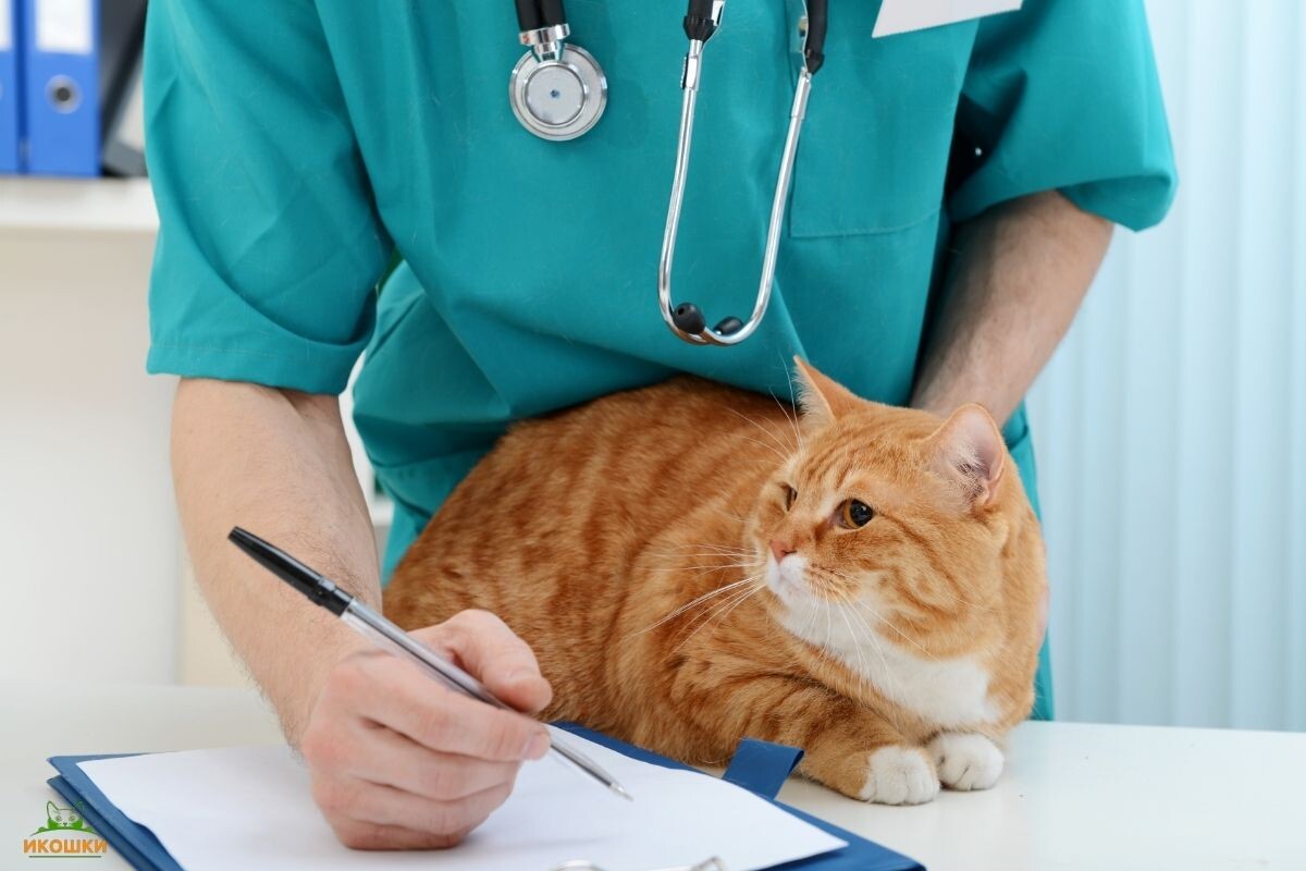 Кот у ветеринара 