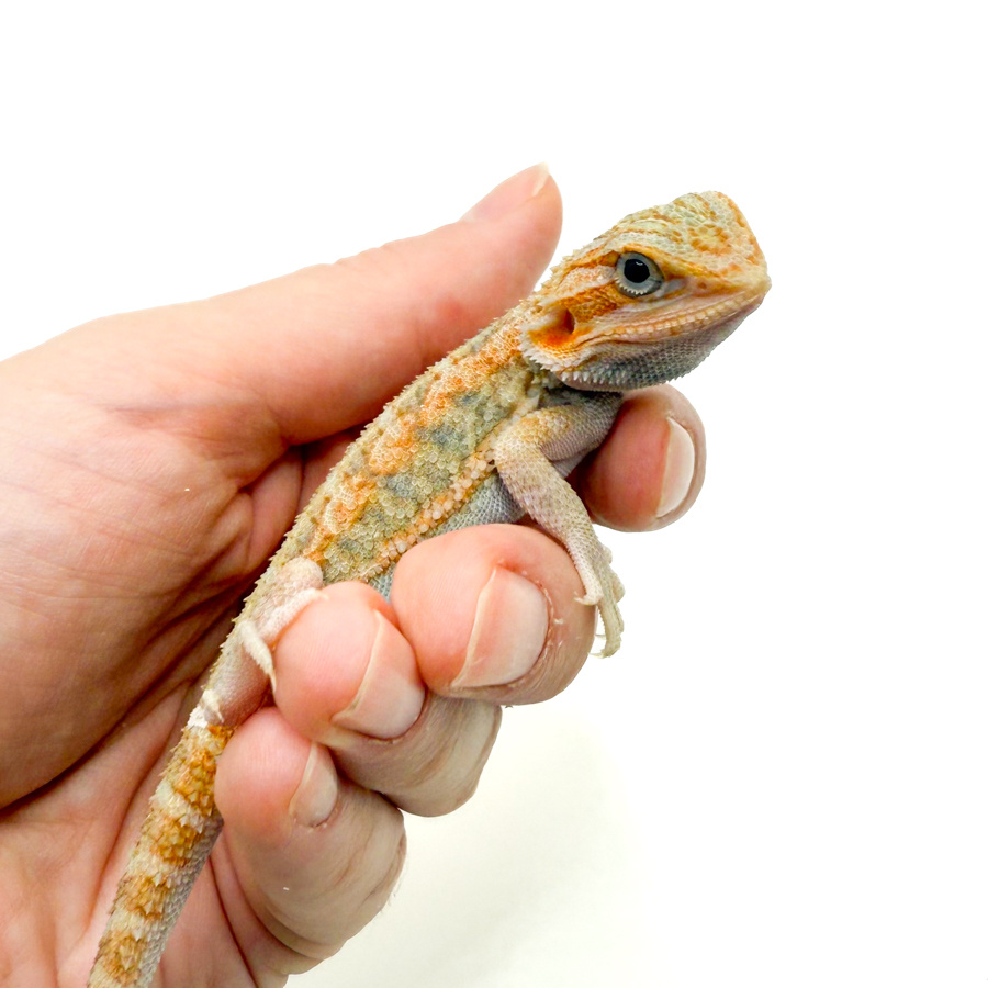 Детеныш бородатой агамы