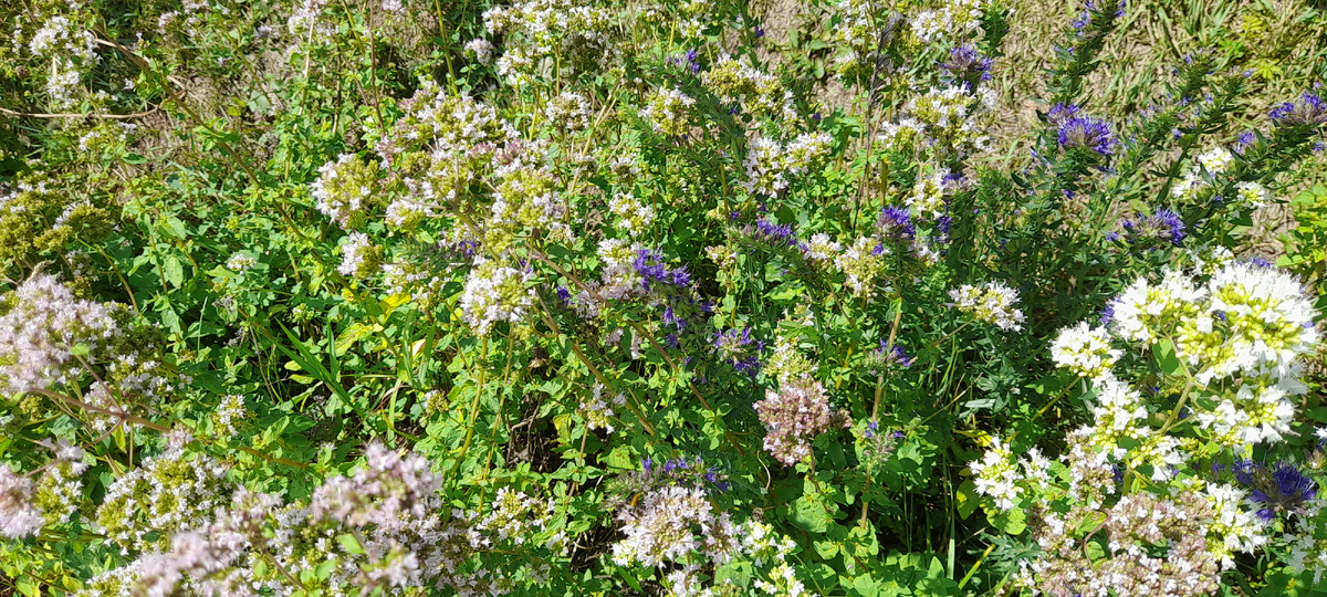 Душица и иссоп