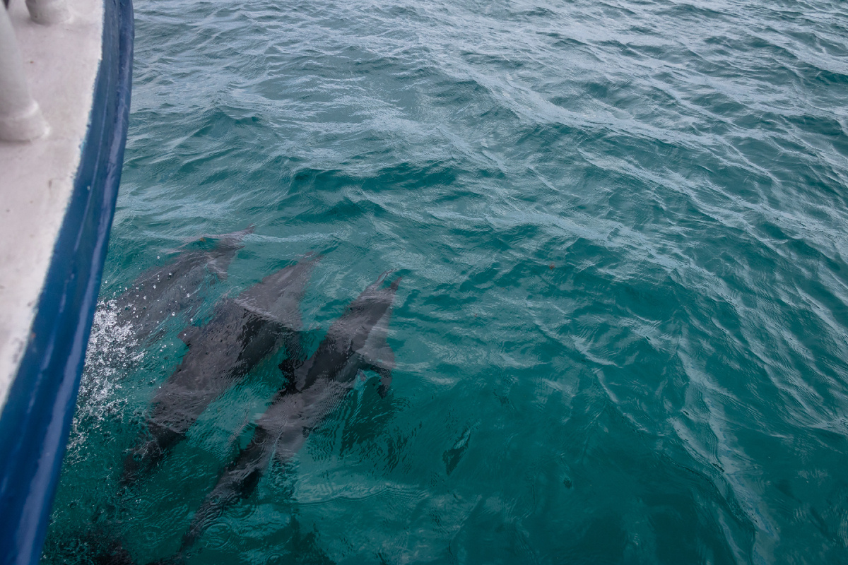 Прогулка с дельфинами в открытом море. Источник фото: www.shutterstock.com