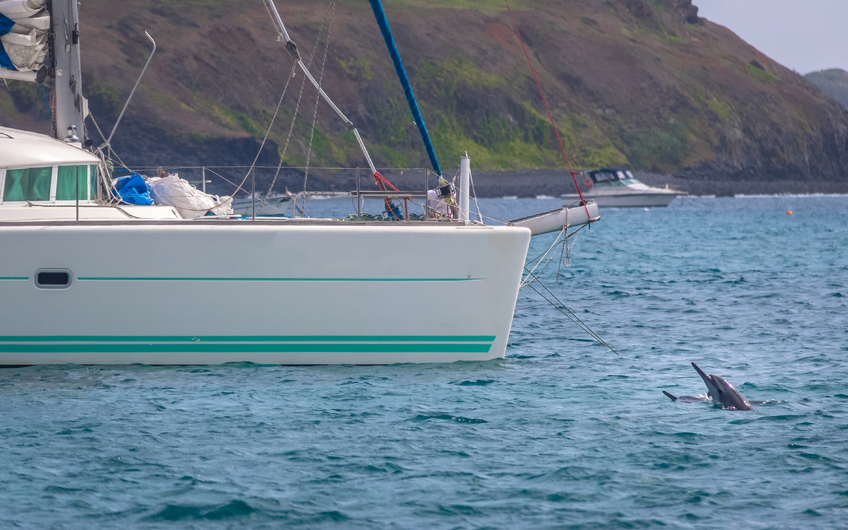 Дельфины очень часто приплывают “пообщаться” к лодкам. Источник фото: www.shutterstock.com