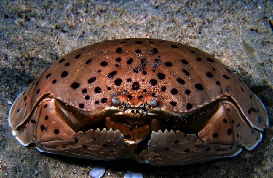    Фото: a-z-animals.com