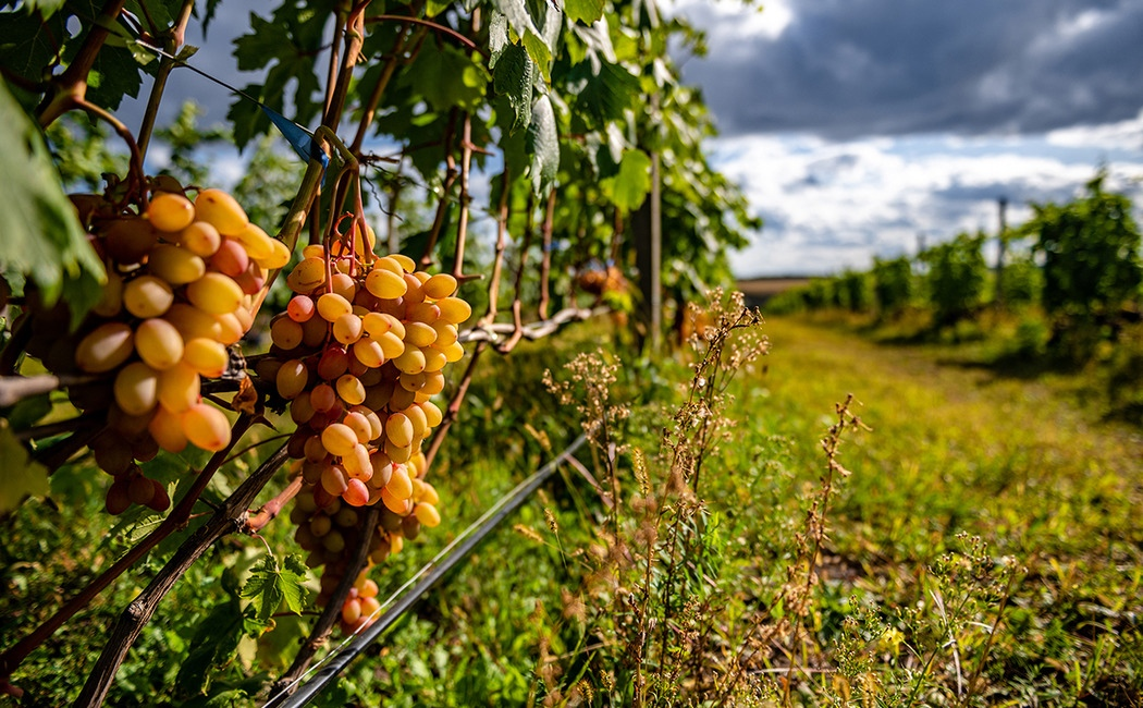Фотография монастырского виноградника в Казани