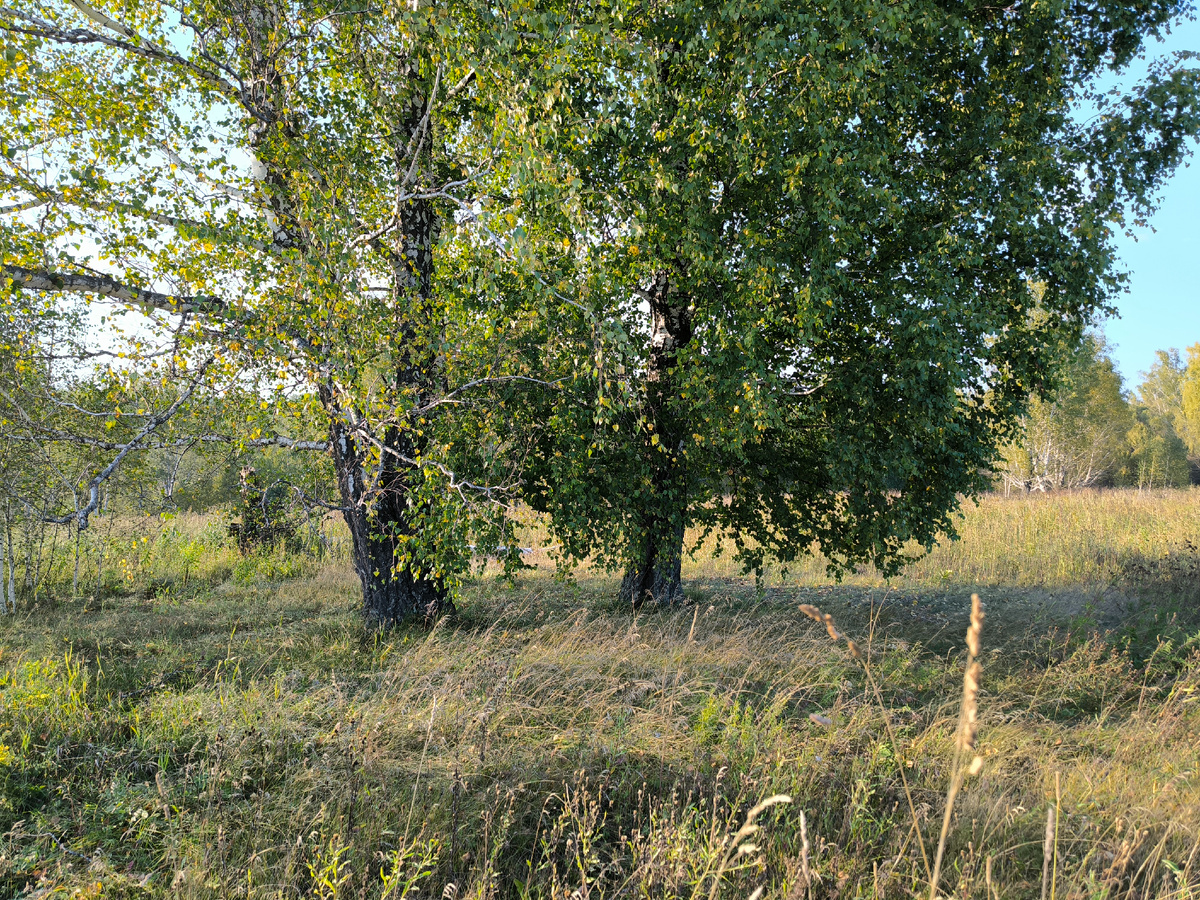 Здесь не косили