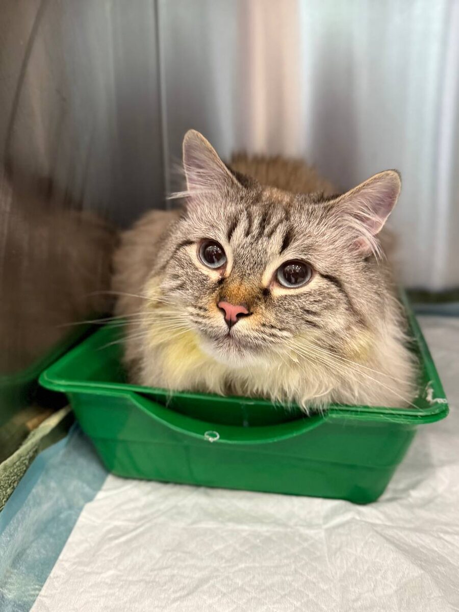 У некоторых кошек камни в мочевом пузыре могут образовываться длительное время без каких-либо симптом.