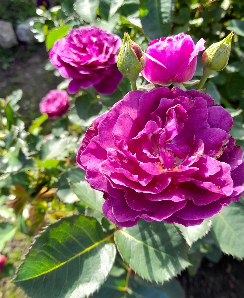 Минерва. Фото автора 