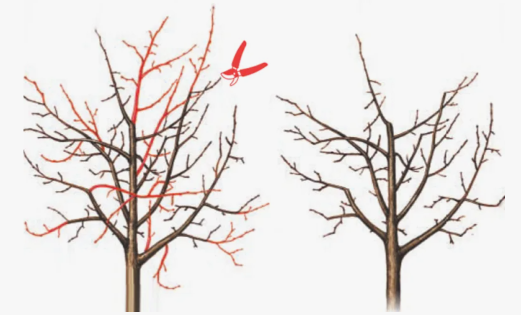 Что нужно вырезать и какой должен быть результат