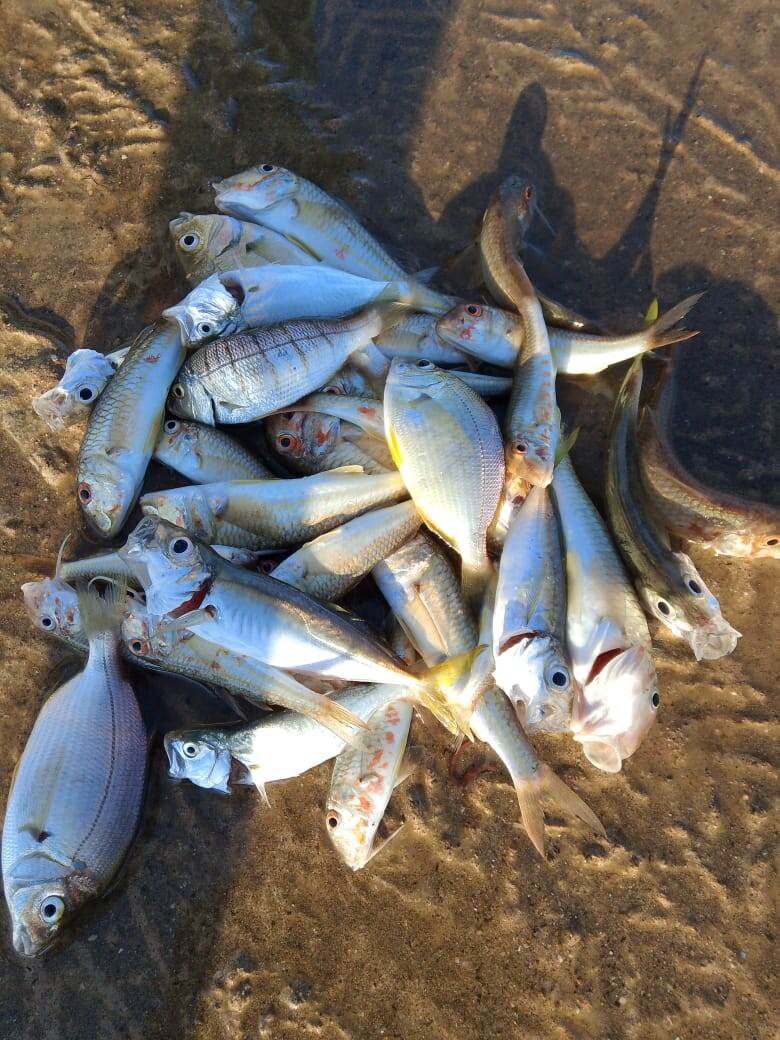 Вот сколько поймал, эту отдал и ещё столько же наловил!