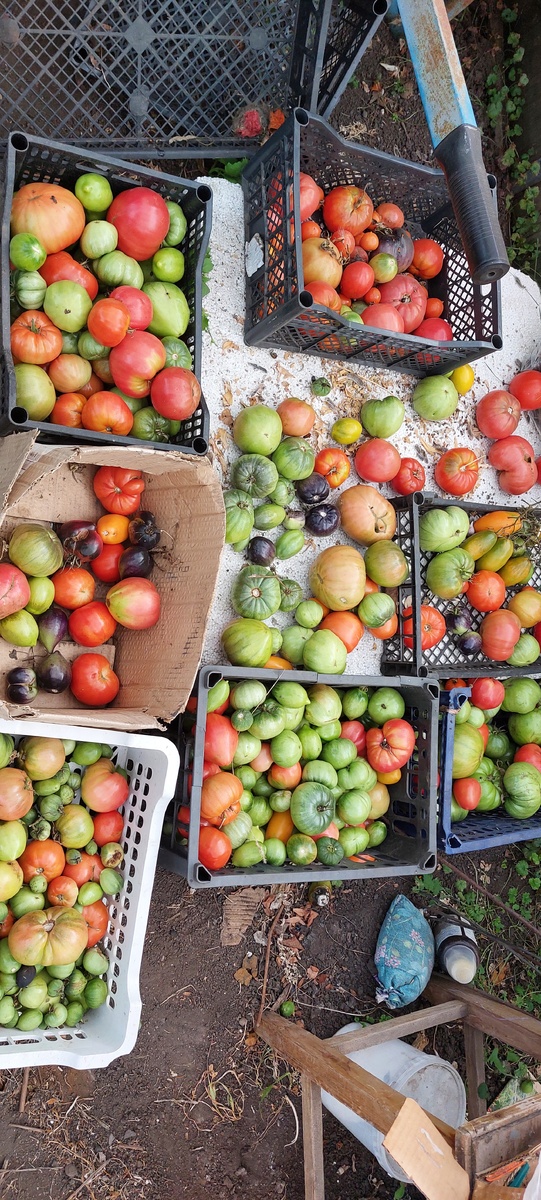 Томаты в теплице. Уже последние. Всем хватило.