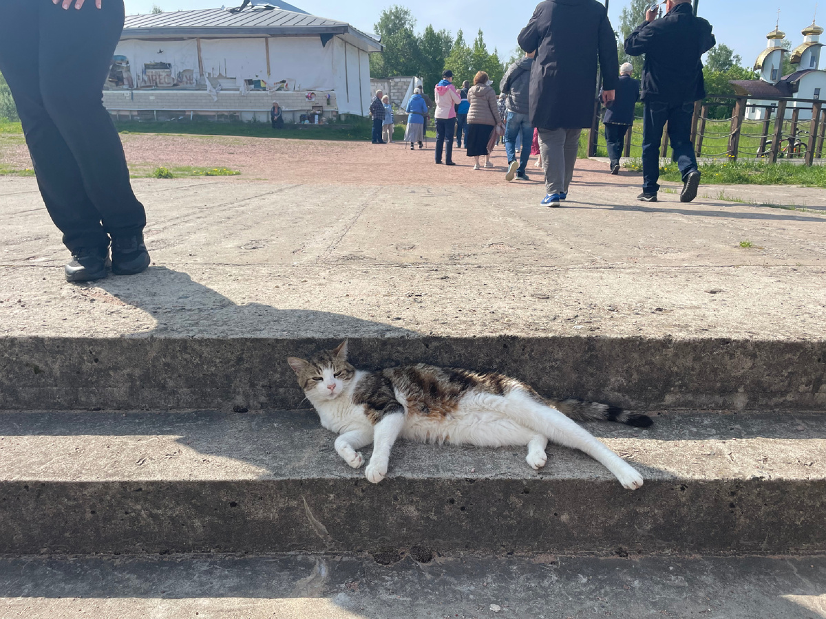 Зовут Боцман. Он встречает теплоходы