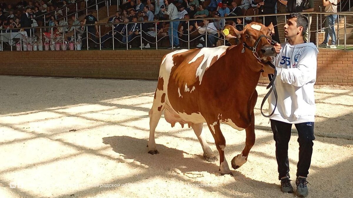    Фото: vk.com/pravitelstvo_lenobl