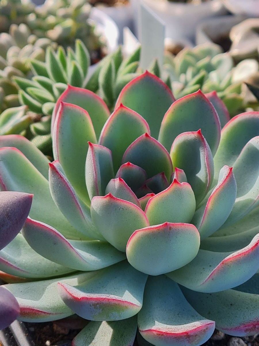 Echeveria 'Apus'. Sunny kid | Succulent