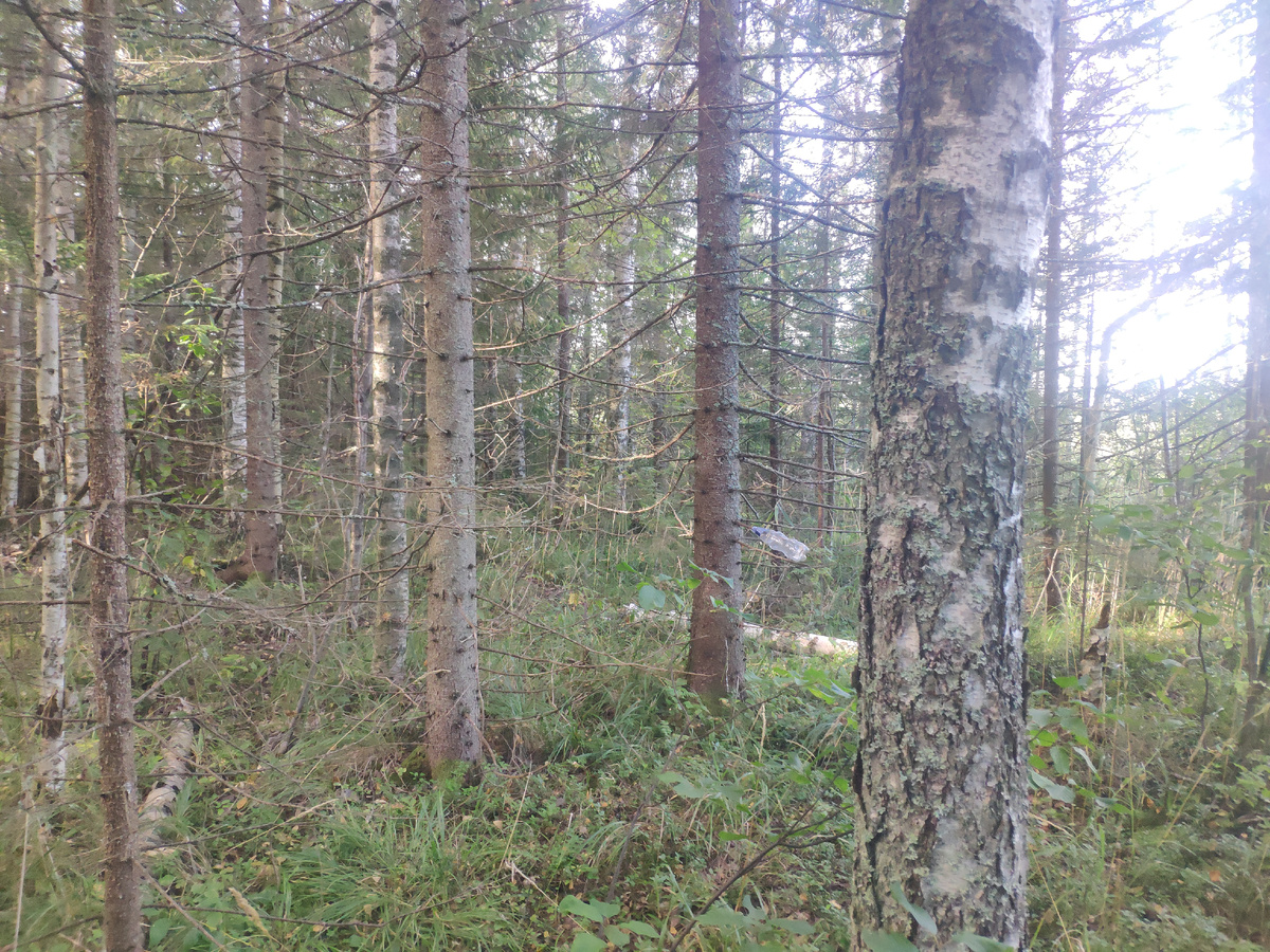 Фото автора. Какой красивый лес!!!