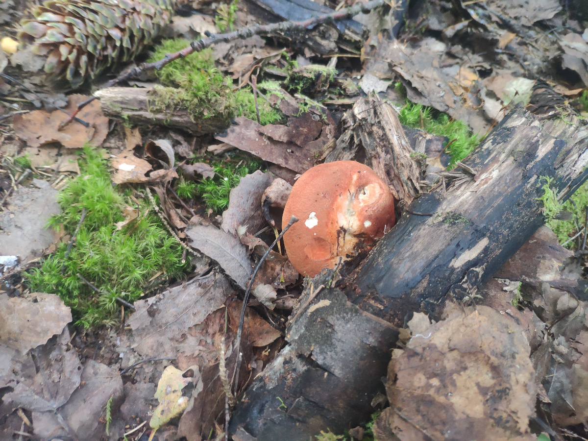 Фото автора . Подосиновик спрятался под корягой