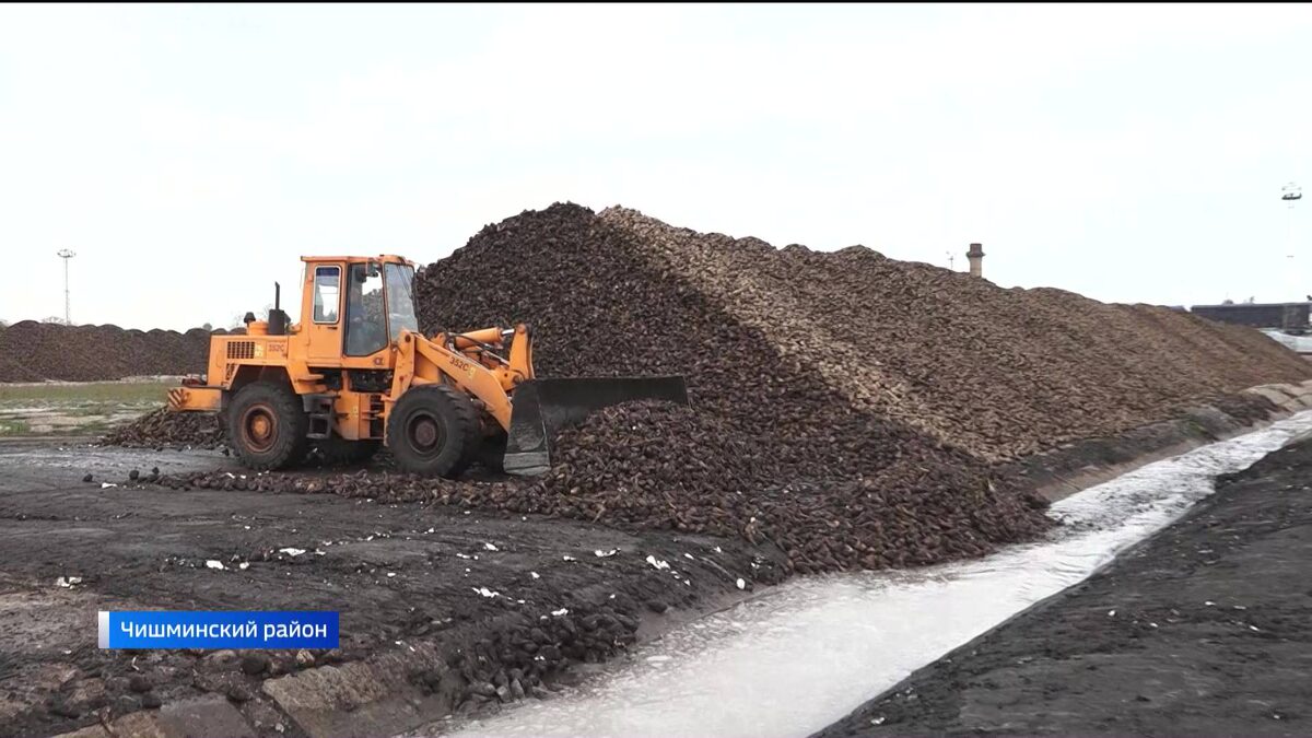    В 2025 году уборка сахарной свеклы в Башкортостане началась раньше обычного – сюжет «Вестей»