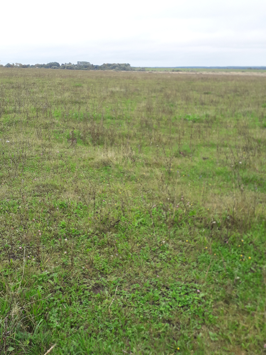 Грибы шампиньоны любят навозную почву где пасутся животные