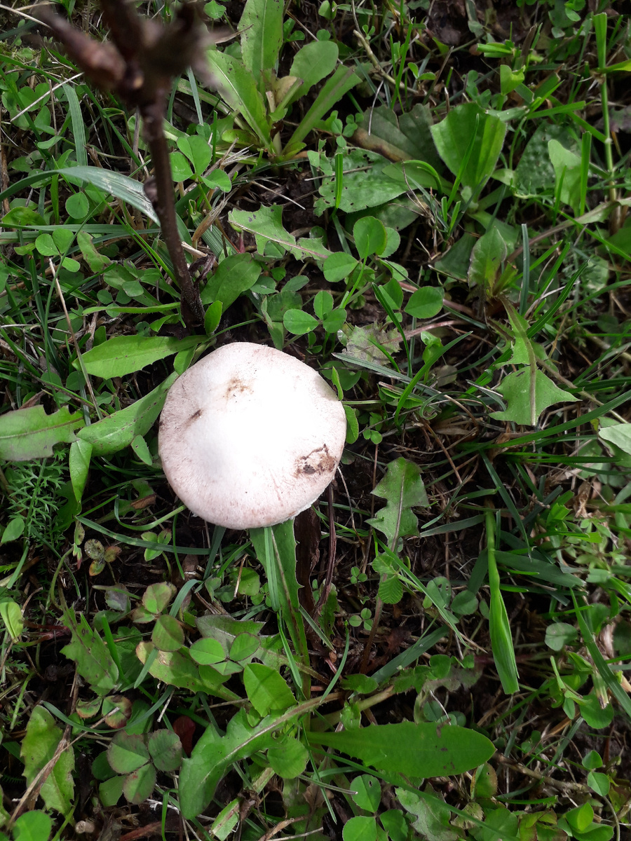 Шляпка съедобного шампиньона