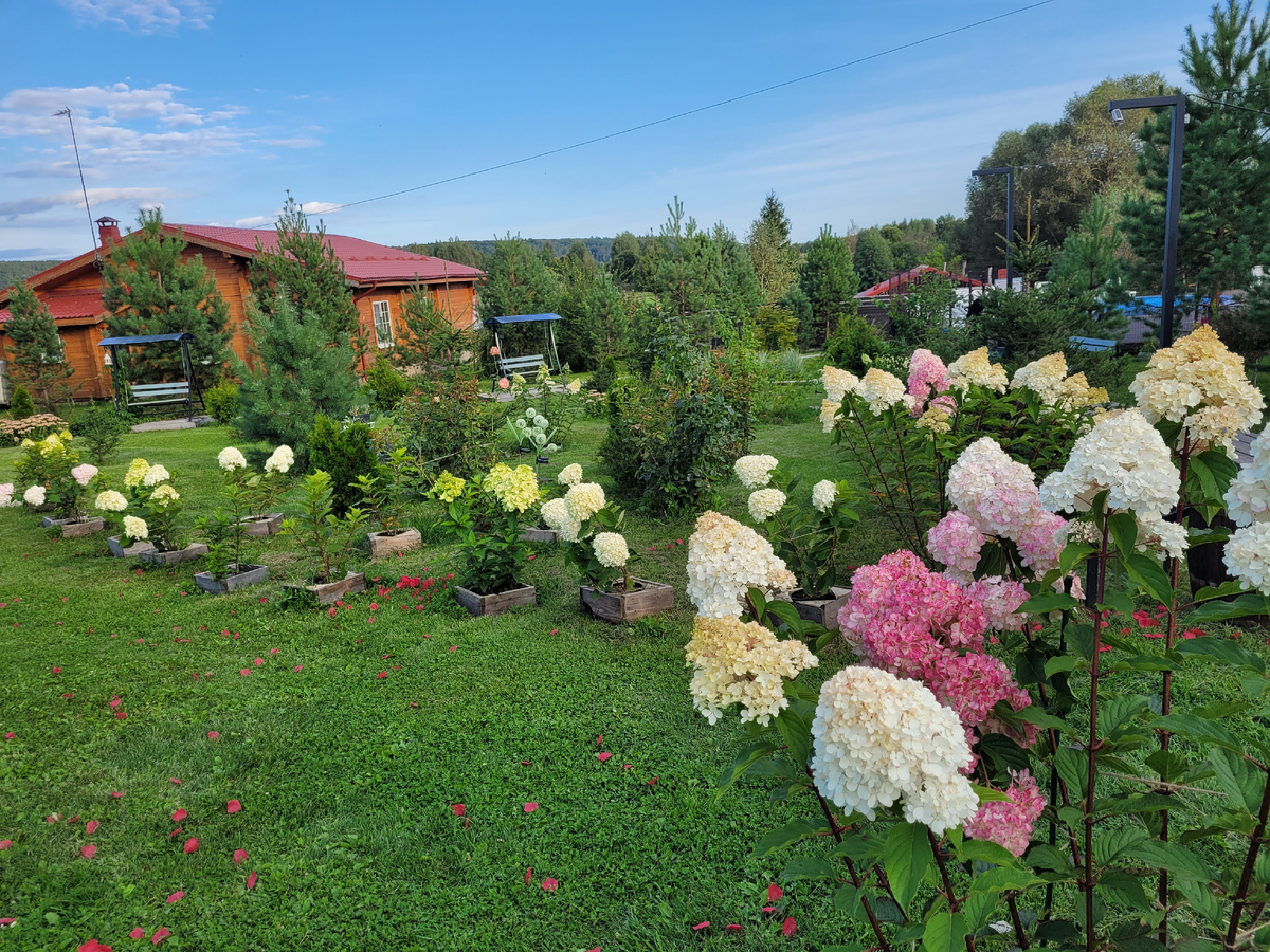 29 августа 2025 года(на переднем плане Ванила Фрайз, посадка осень 2023г)