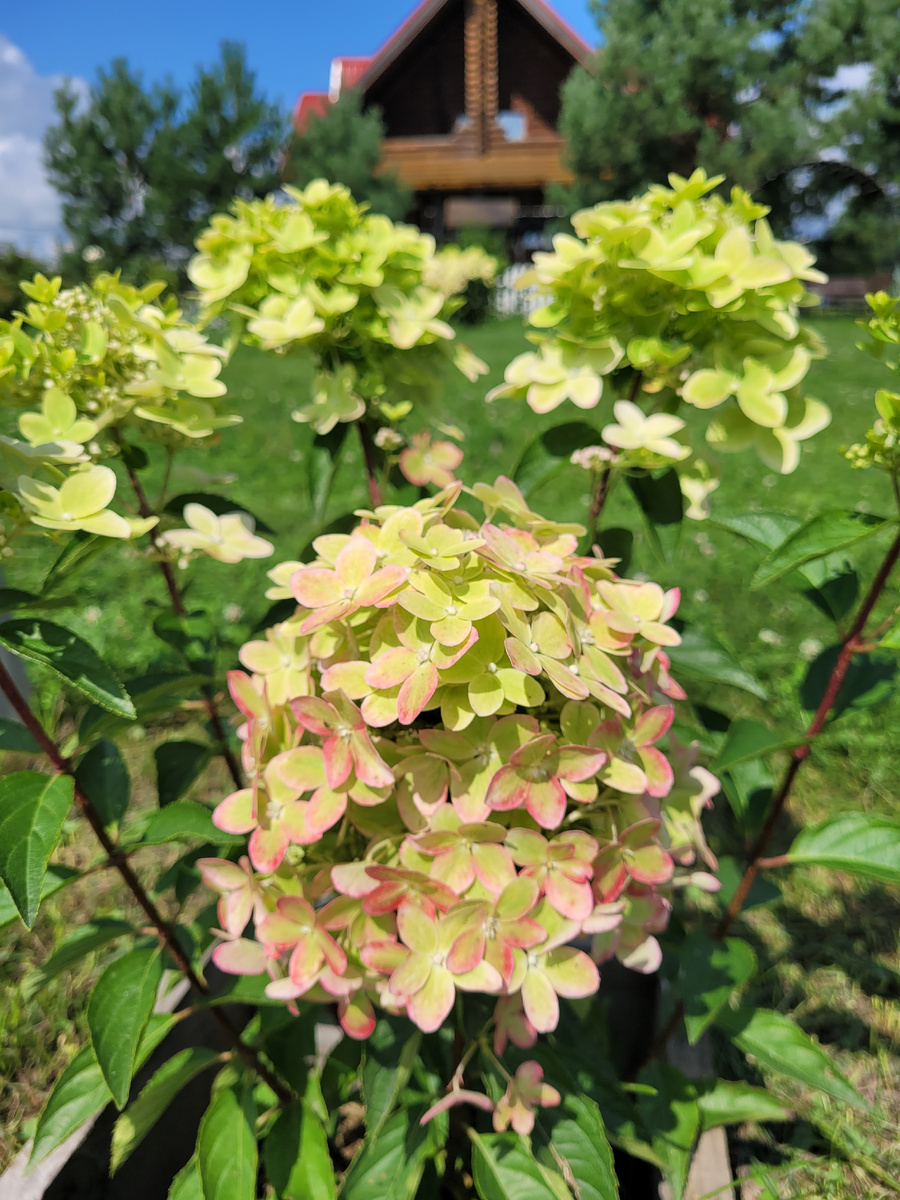 Август 2025г / Металлика (посадка осень 2024г)