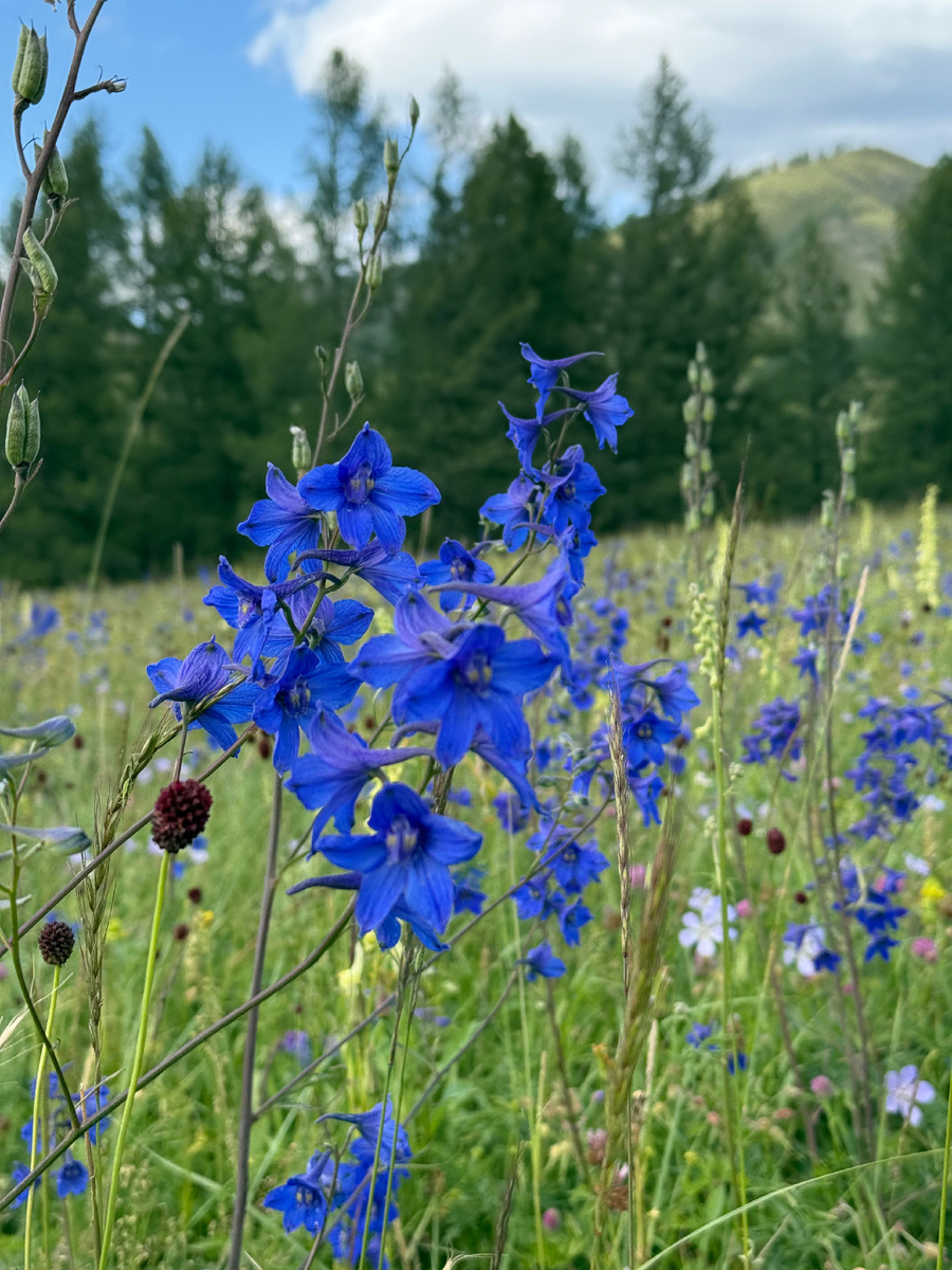 Алтай. Ходим-едем