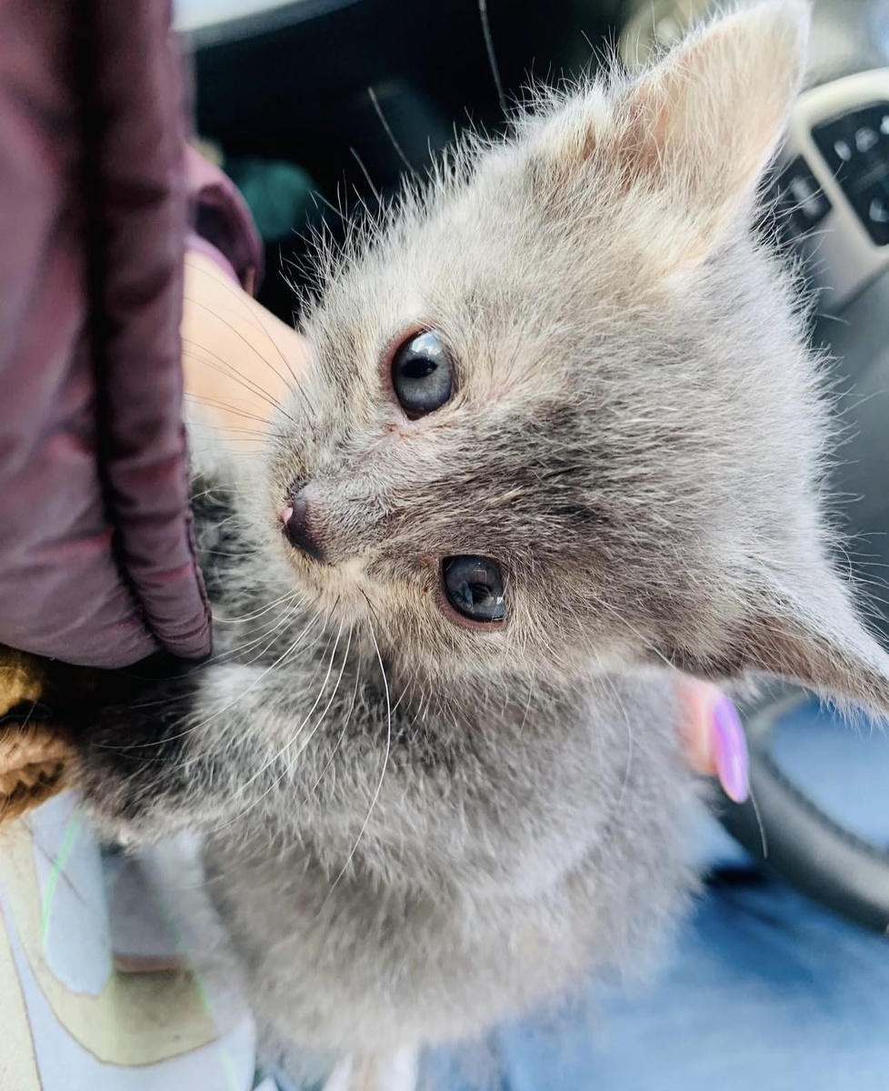 Малышка Глория. Апрель 2020 года.