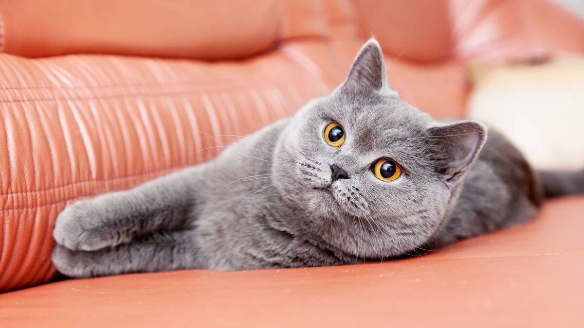  Британская короткошерстная