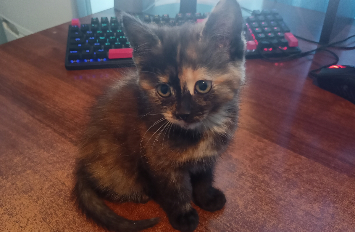 Ей два месяца сейчас. Родилась она 4 июля в 4 часа утра, всего было 4 котенка. Всех разобрали, она последняя осталась у моих заказчиков. Фото автора, сентябрь 2025 года.