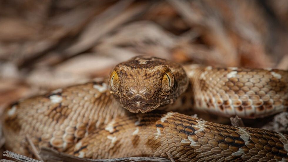    Фото: Sheril Kannoth/Shutterstock/Fotodom