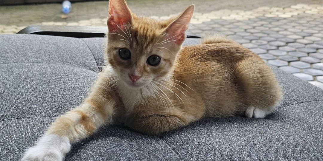 6 рыжих котиков, которые ищут дом в Оранжевый день