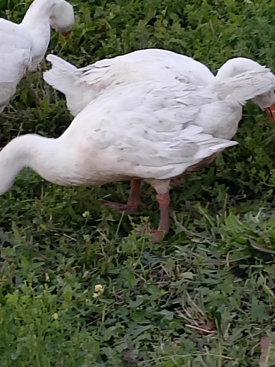 Почему гуси не могут держать крылья.