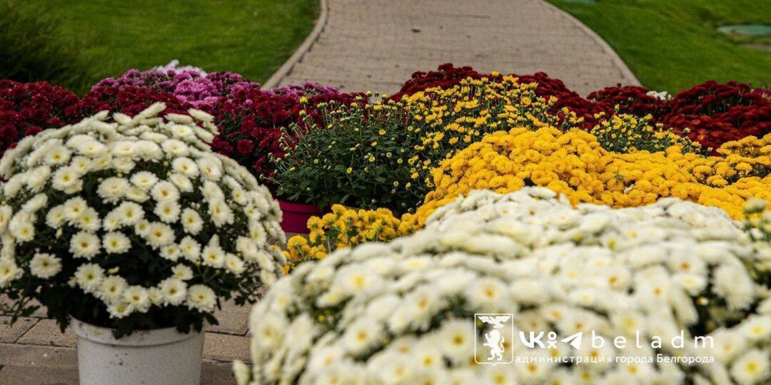 В Белгороде территорию у памятника князю Владимиру украсят более 3,5 тысяч хризантем