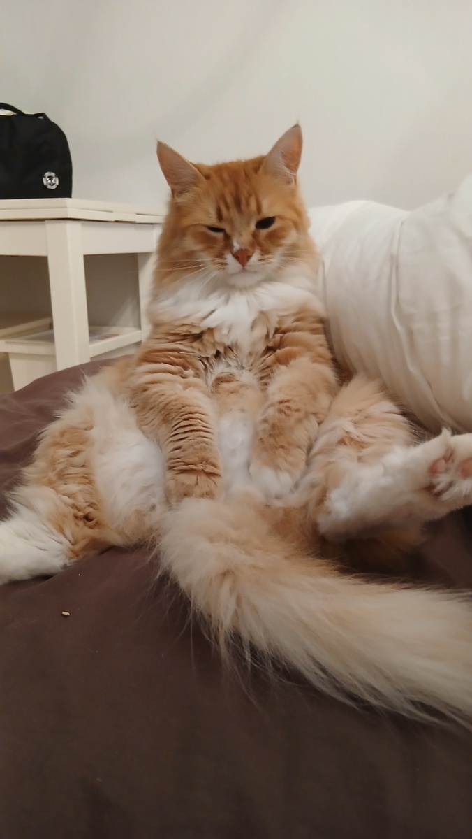 Лиселька загадочно подмигивает. Он явно что-то знает. Надеюсь, что это не очередной "сюрприз"...