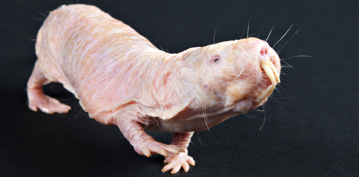 Что? У тебя нет клыков, как у меня?