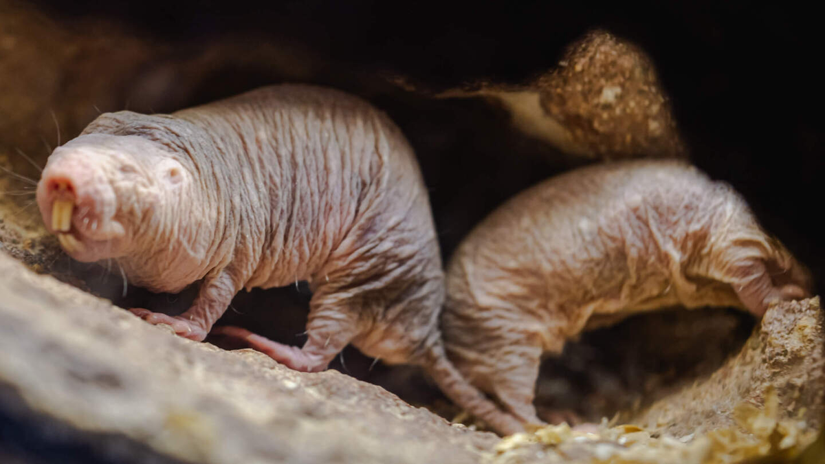 Полтора землекопа