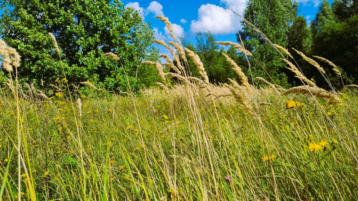 Луг за домом