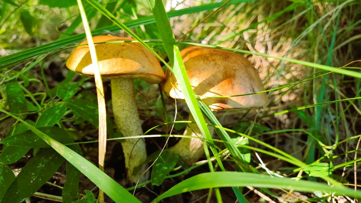 Подосиновики на опушке