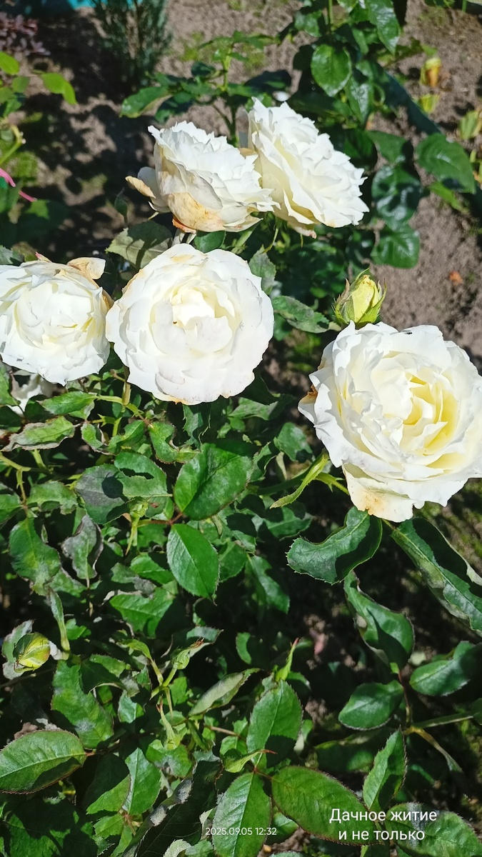 Ч/г Белая симфония