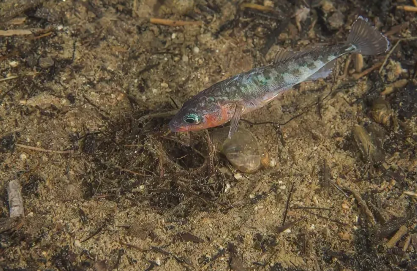 Поставь лайк!